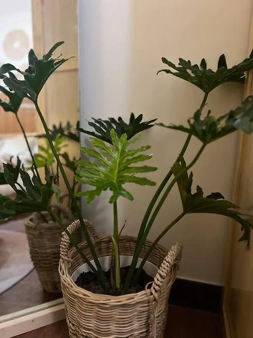Cozy Quarters Ph Apartment Manila